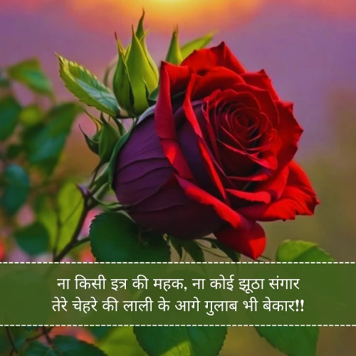 Gulab Shayari in Urdu in Hindi Gulab Shayari in Urdu in Hindi