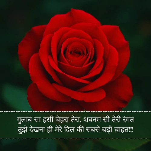 Khubsurat Gulab Shayari Khubsurat Gulab Shayari